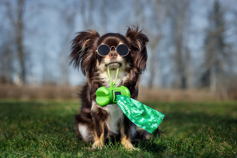 Guide to the Perfect Poo: From dog poop to canine constipation