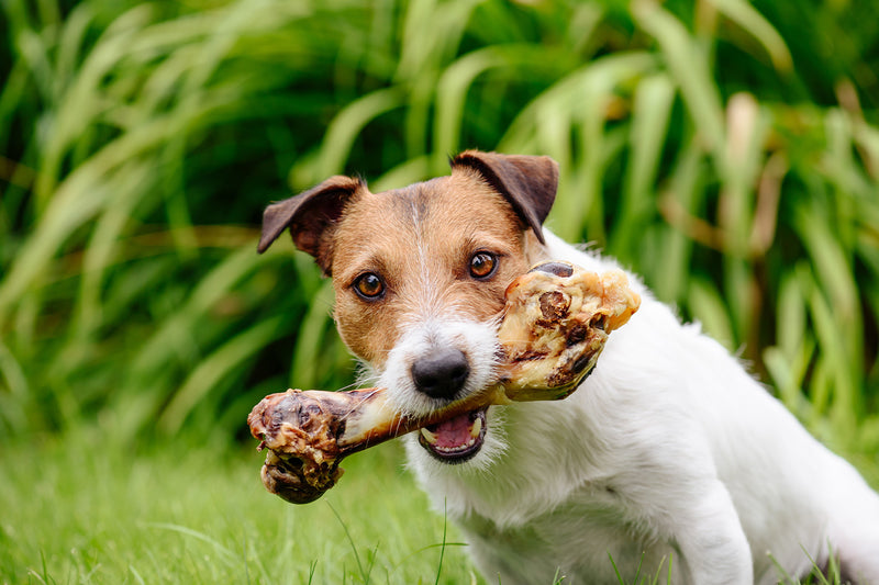 Hide the Rawhide: Which Bones Are Safe for Dogs