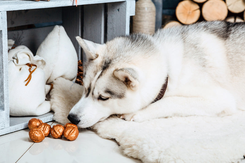 What Nuts Can Dogs Eat?