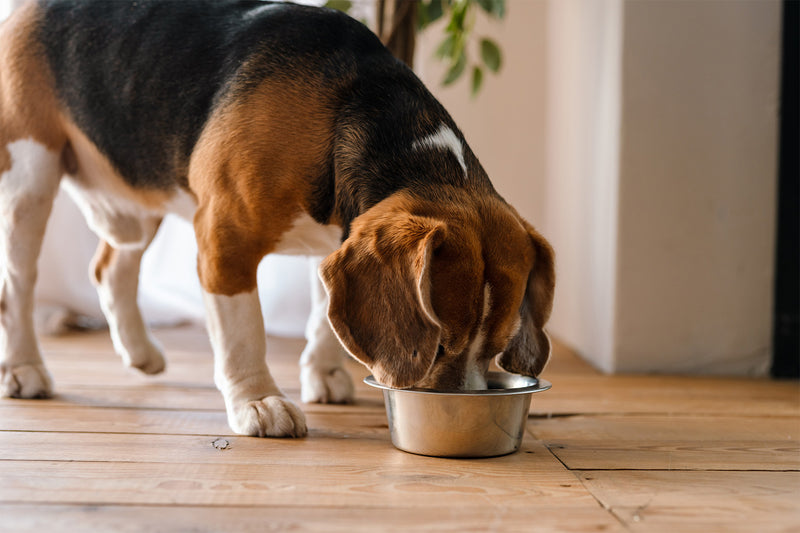Holistic Grain Free Dog Food: What Is A Wholesome Dog Diet