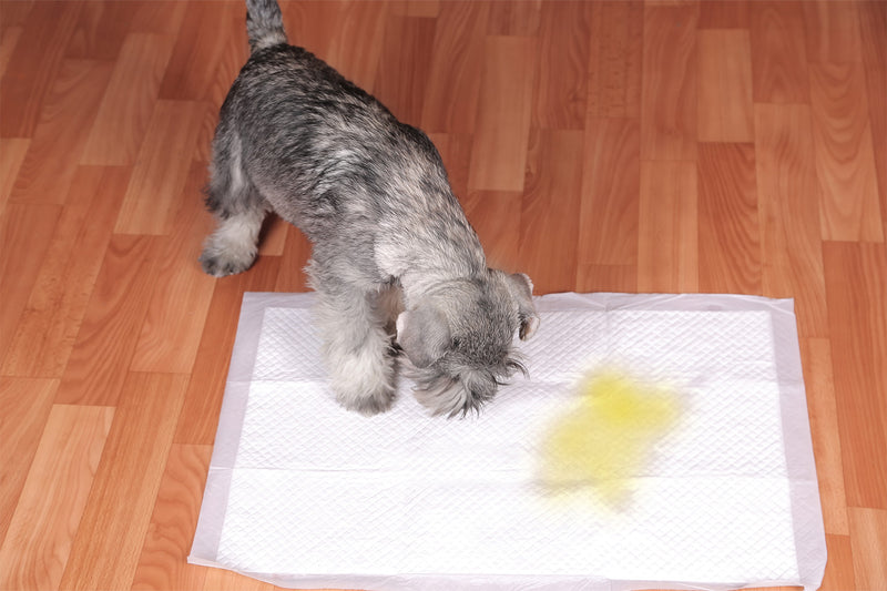 Small grey dog using pee pad indoors