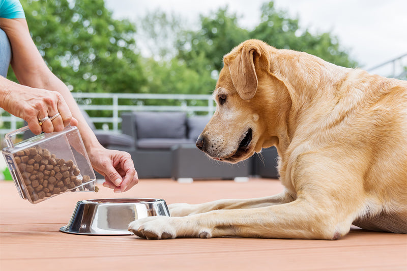 What To Look For In A Good Dog Food: Ingredients To Look For In Kibble