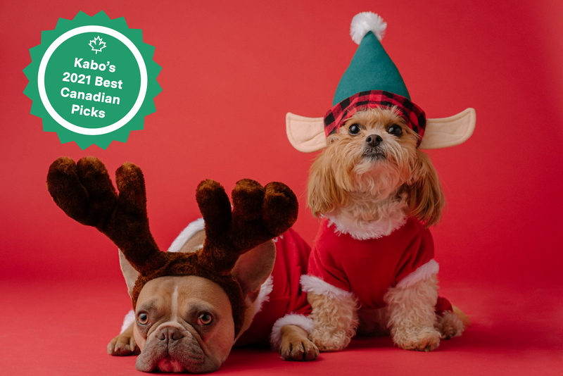 Frenchie and Shih Tsu dressed up in Christmas pyjamas wearing elf hat and antlers on in front of red backdrop