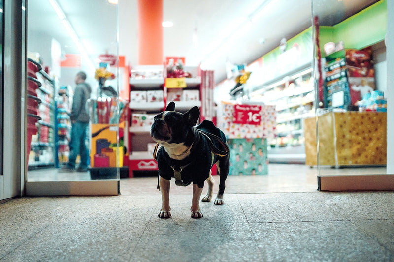 Frenchie standing in front of store front wearing a sweater