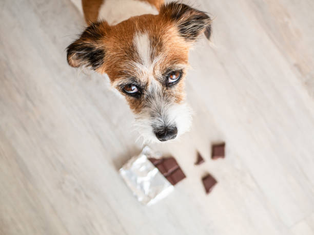 Dog trying to eat chocolate