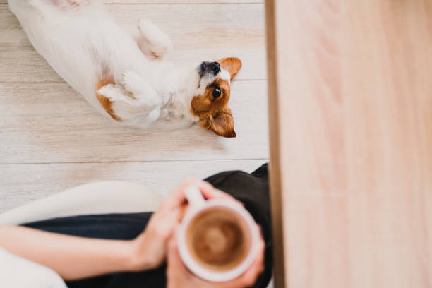 Dog eyeing up owner's coffee