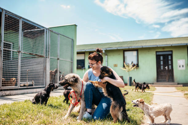 Shelter attendant petting dogs