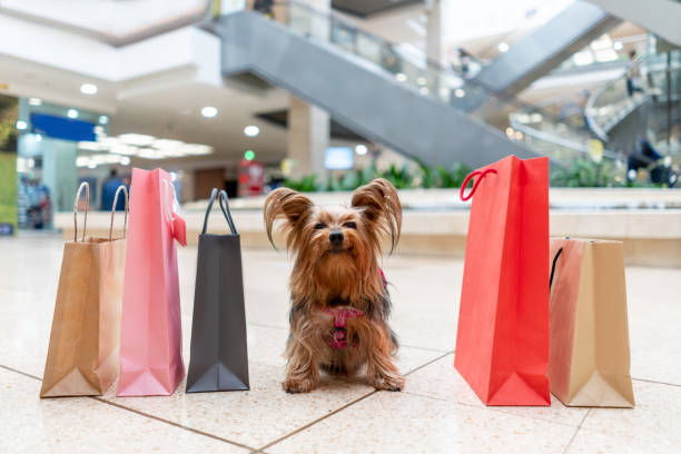 Yorkie shopping at the mall