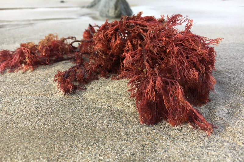 Red carrageenan living on the beach on the sand