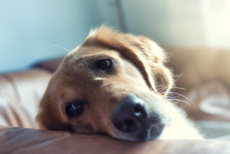 Golden Retriever laying on brown leather couch looking lethargic