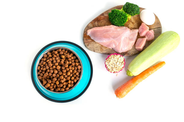 Kibble and raw dog food bowl comparison