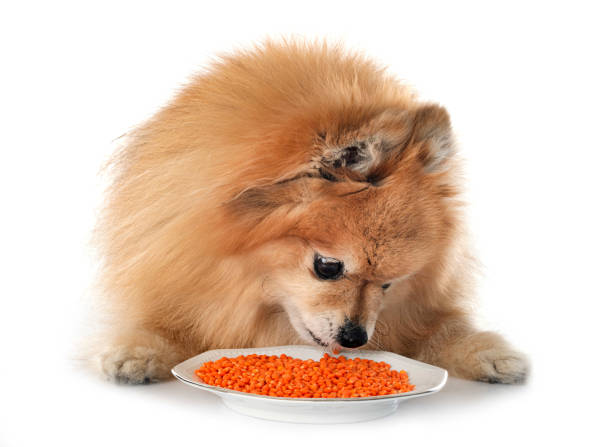 Pomeranian eating lentils