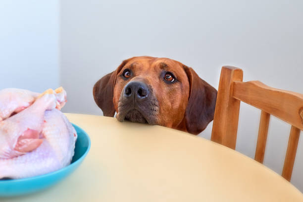 Dog looking at chicken on the kitchen counter