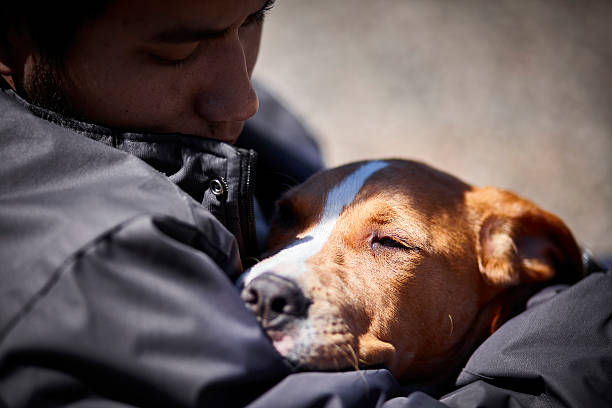 Dog comforting owner