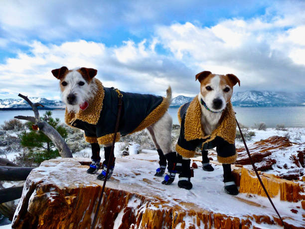 Terriers wearing dog booties while out on a winter walk