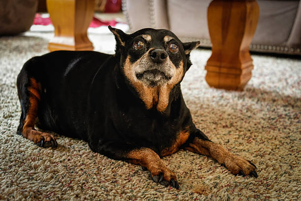 senior terrier dog