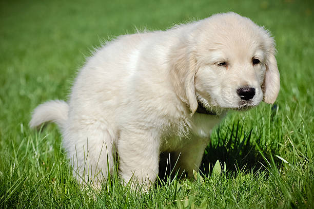Golden retriever puppy pooping on the lawn