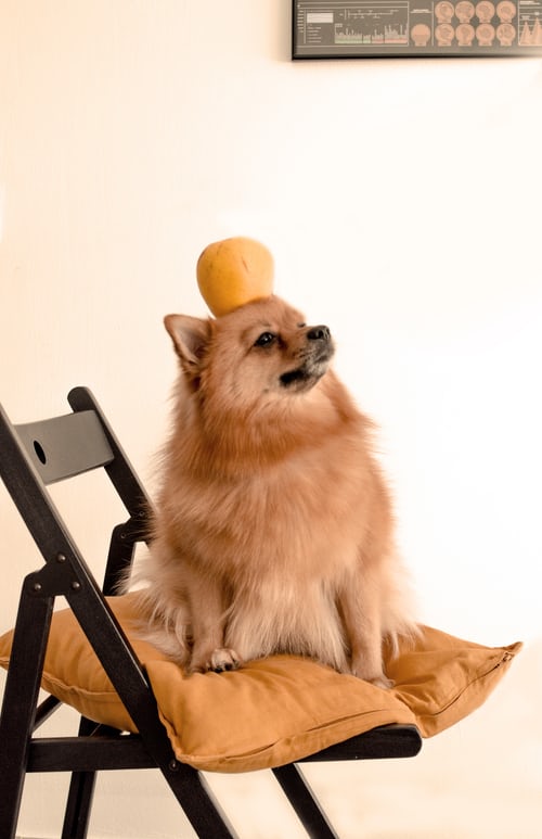 Brown Pomeranian sitting on chair with an apple balancing on his head