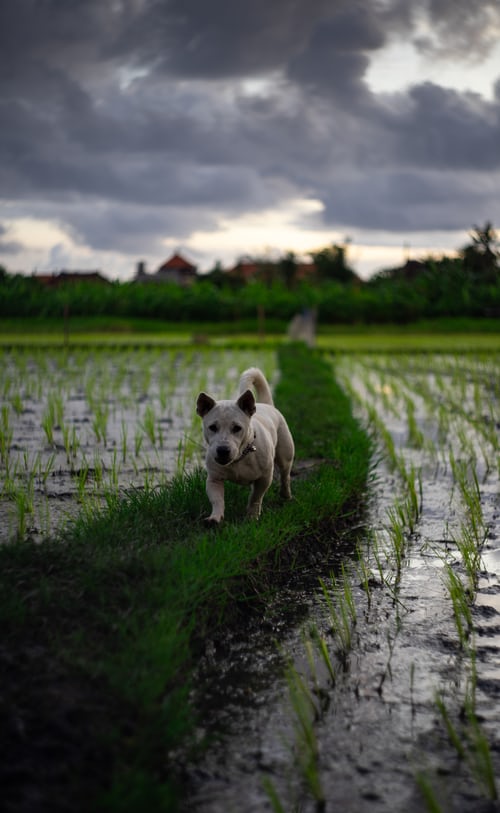 Small white dog walking through rice farm field during sundown