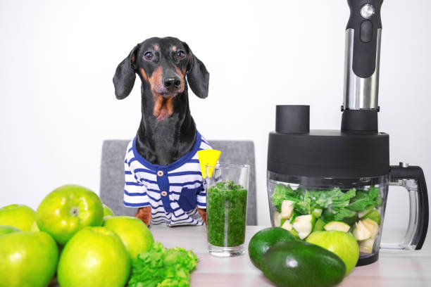 Weiner dog watching a superfood smoothie being made