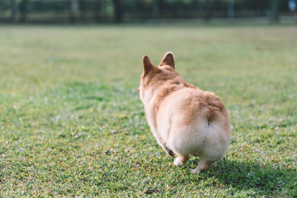 Corgi running through a field