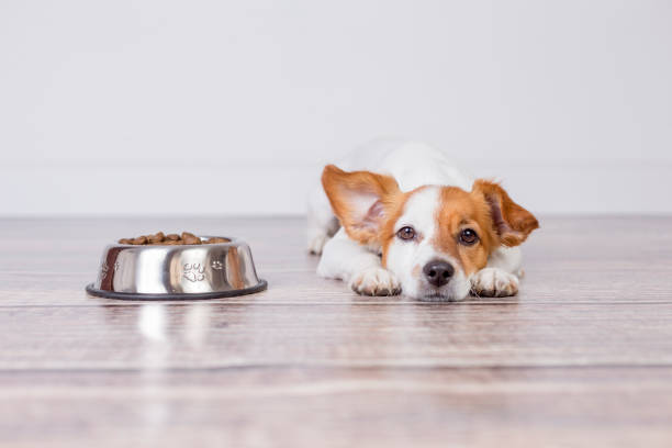 Corgi puppy not eating his food