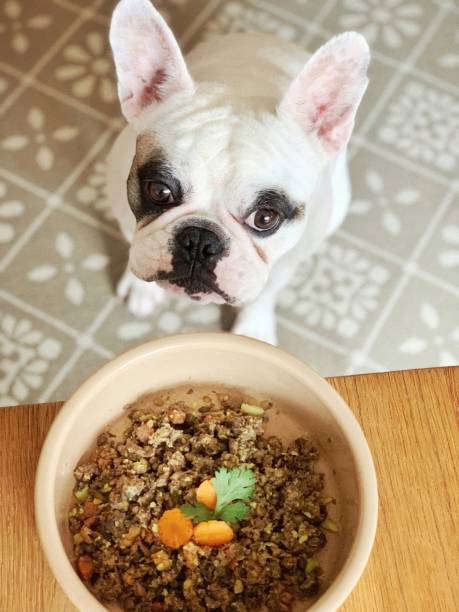 french bull dog looking at food bowl