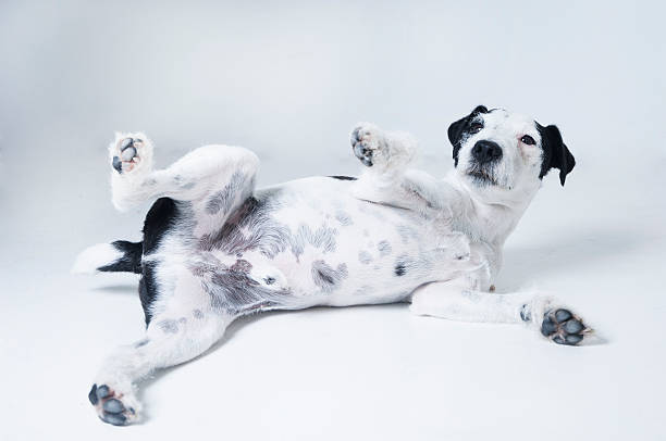 Terrier showing its belly