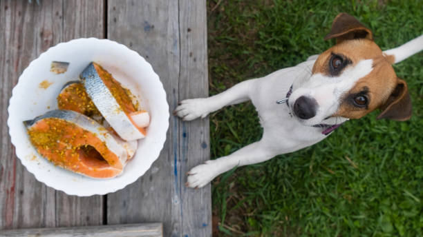 Terrier asking for plate of salmon