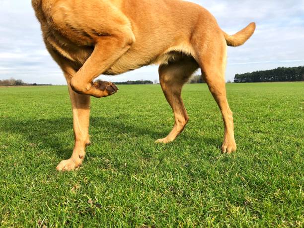 Dog lifting it’s from paw from having sore joints