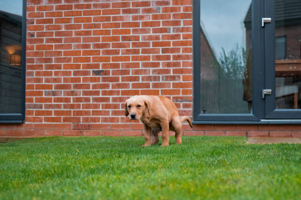 Labrador pooping in the yard