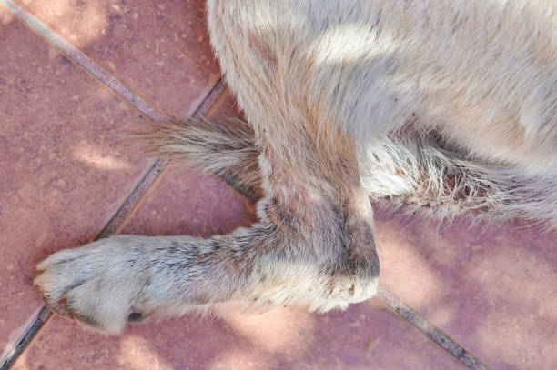 Back leg of a dog with hair loss and inflamed skin due to a yeast infection