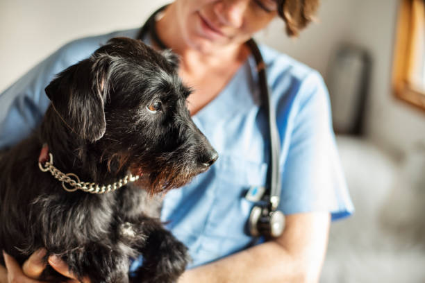 Why is it important to have pet insurance in Canada?