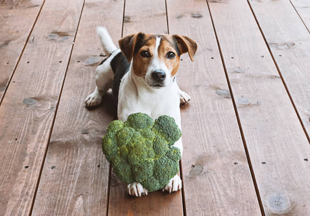 Jack russel terrier laying with a head of broccoli