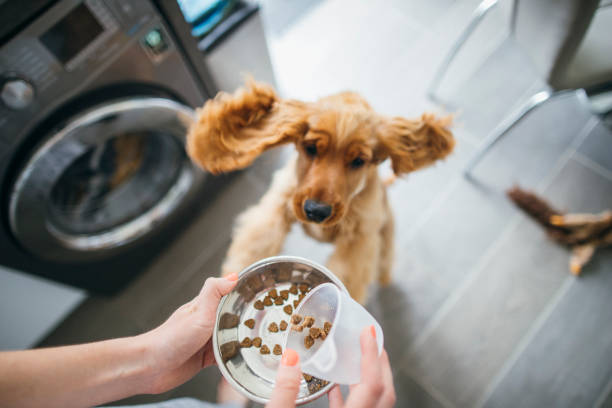 Cocker spaniel jumping up to eat kibble out of their bowl that their owner is filling