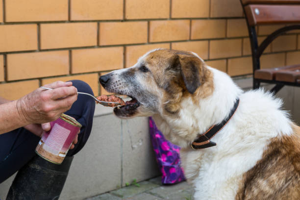 Senior dog eating canned food from a spoon
