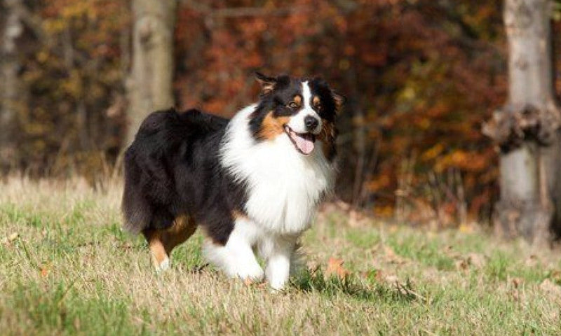 Collie frolicking in grass getting physical activity