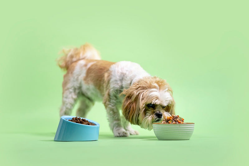 Shih Tzu eating Kabo fresh cooked recipes instead of bowl of kibble
