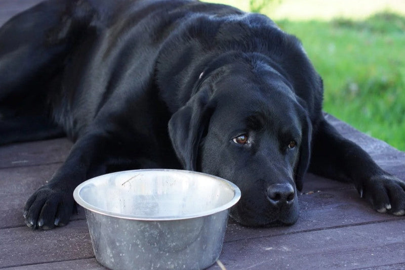 Black Labrador splooting in front of metal dog bowl
