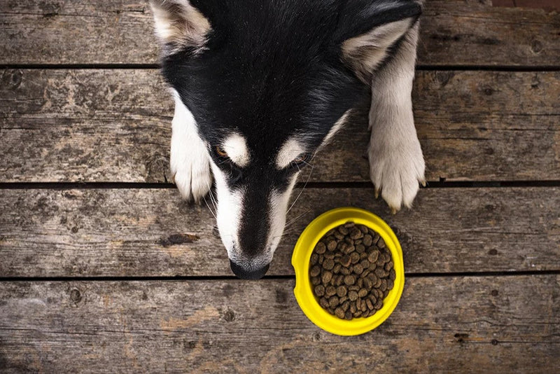 Husky unsatisfied with kibble meal in yellow plastic bowl