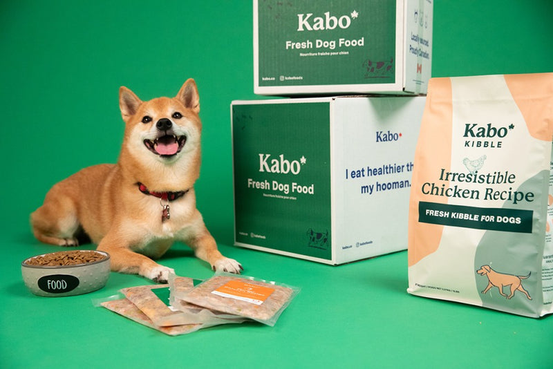Kabo Robi Our guide to transitioning and feeding your dog Kabo