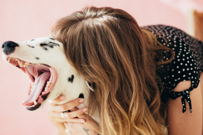 Female canine owner showing Dalmatian affection