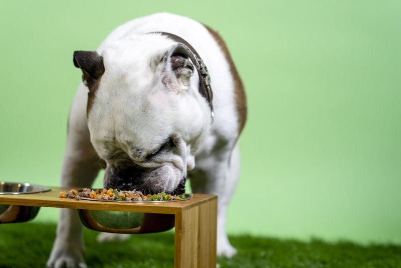 Bulldog devouring Kabo fresh cooked diet in raise dog bowl