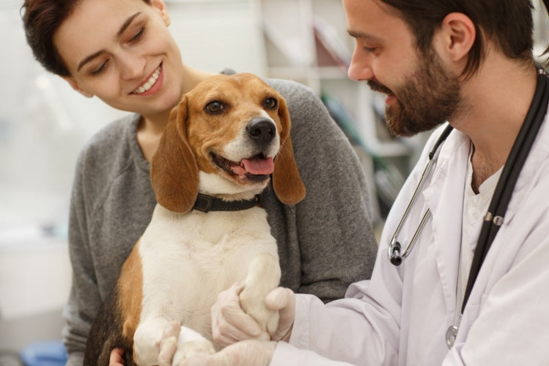 Woman carrying beagle during a visit to the vet