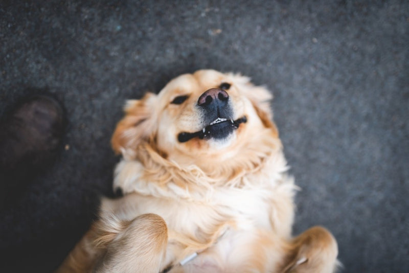 Golden Retriever laying belly up smiling with content eyes