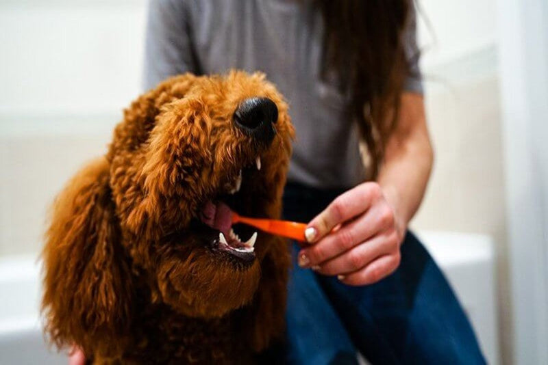 Woman wearing grey shirt and blue jeans brushing Golden Doodle’s teeth with red toothbrush