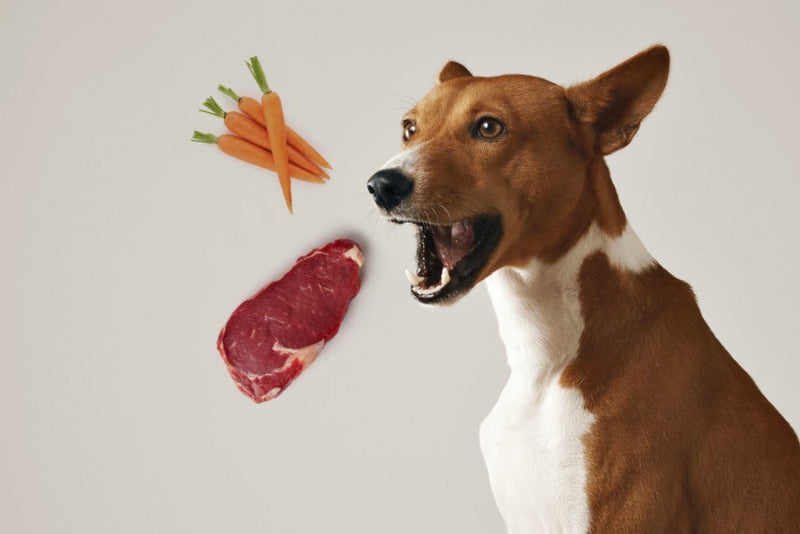 Basenji sitting with mouth open next to carrots and raw ribeye