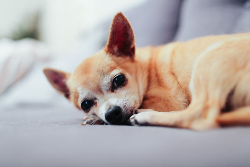 Chihuahua curled up on the couch