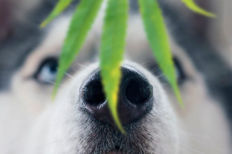 Close up of husky face with marijuana leaf