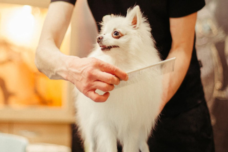 White Pomeranian being groomed by person wearing black shirt and pants